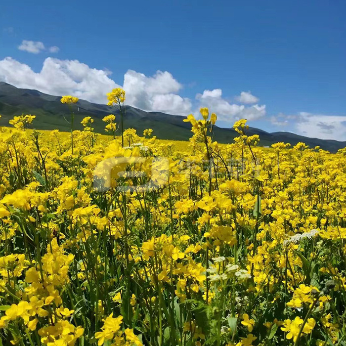 油菜花