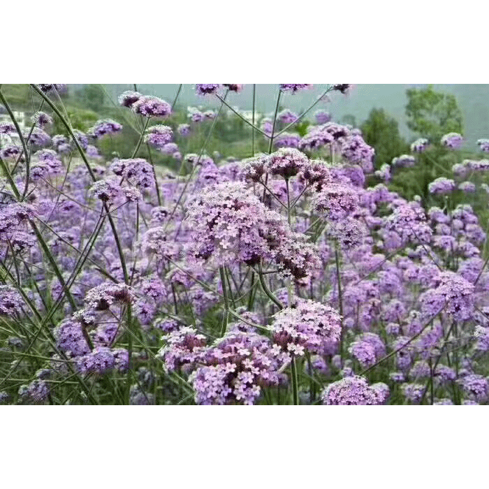 马鞭草-宽叶