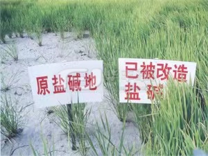 盐碱地绿化常用土壤改良方法