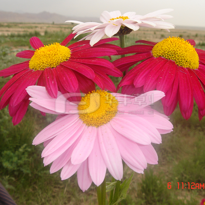 除虫菊