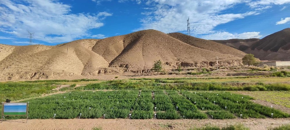 华丰草业苜蓿种质资源圃建成