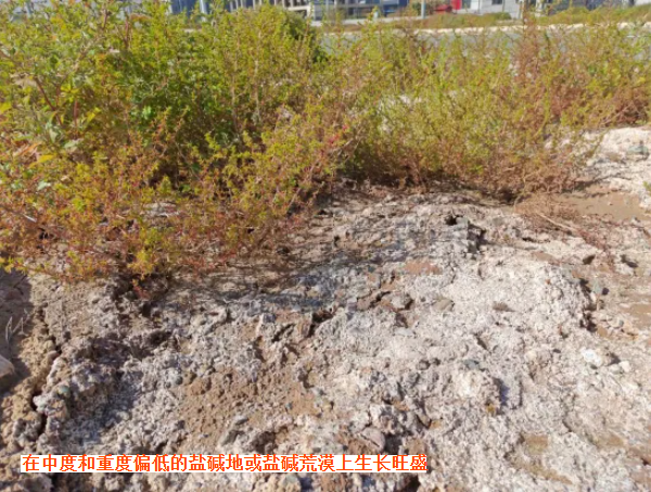 “腾格里” 白茎盐生草，盐碱地的“希望”之选